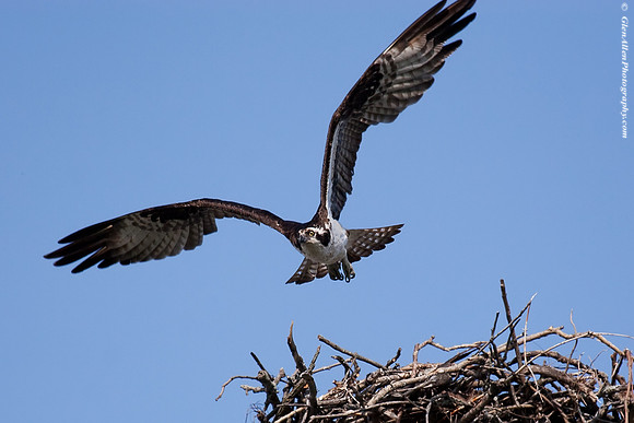 Osprey