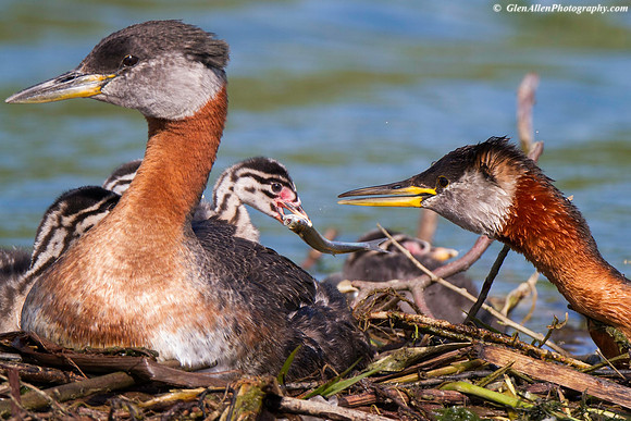 Red-necked Grebe