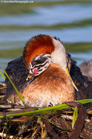 Red-necked Grebe