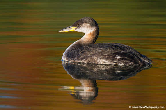 Red-necked Grebe