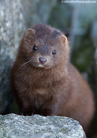 Mink