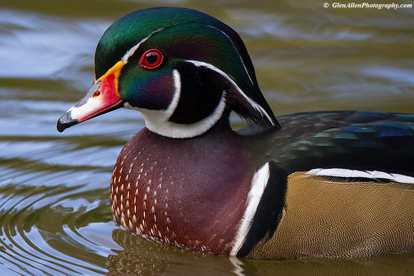 Wood Duck
