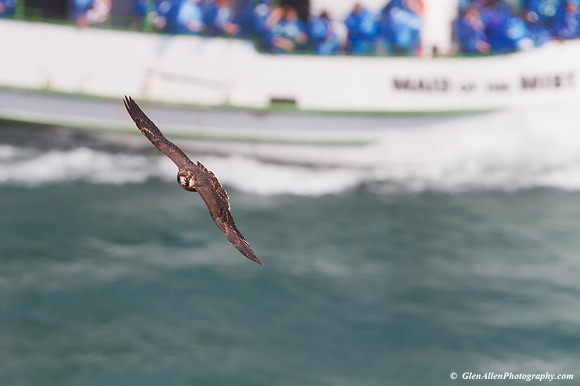 Peregrine Falcon