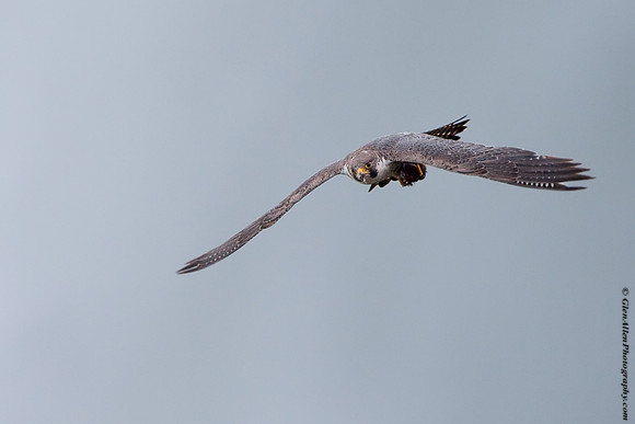 Peregrine Falcon