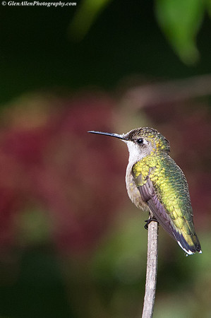 Ruby-throated Hummingbird