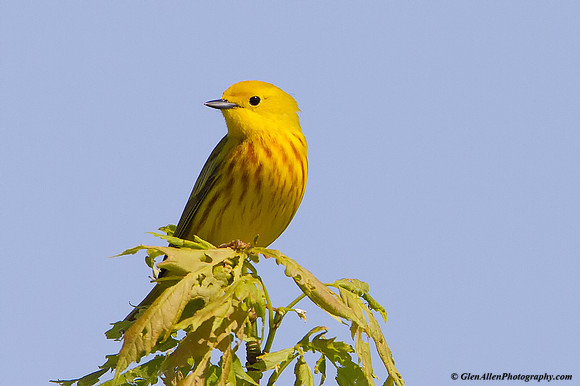 Yellow Warbler