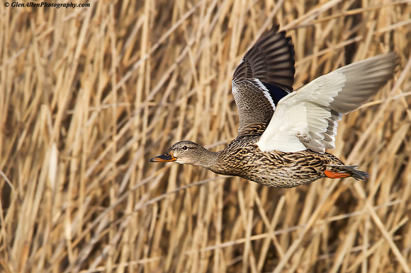 Mallard