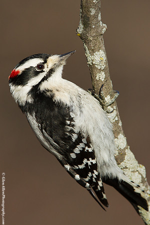 Downy Woodpecker