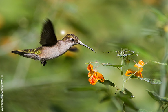 Ruby-throated Hummingbird