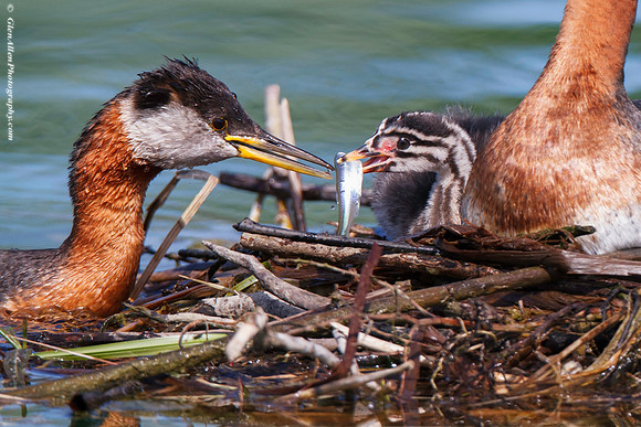 Red-necked Grebe