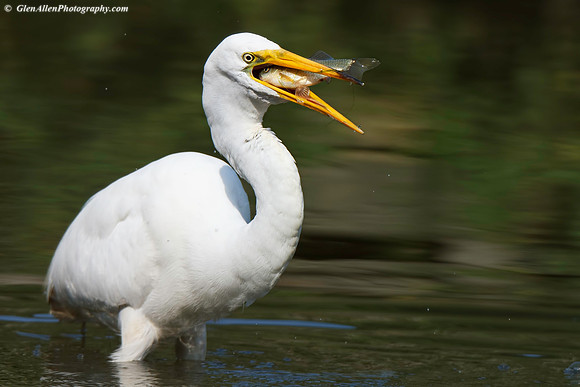 Great Egret