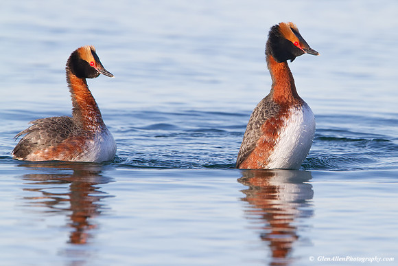 Horned Grebe