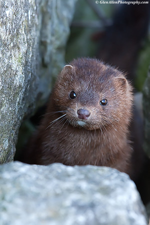 Mink