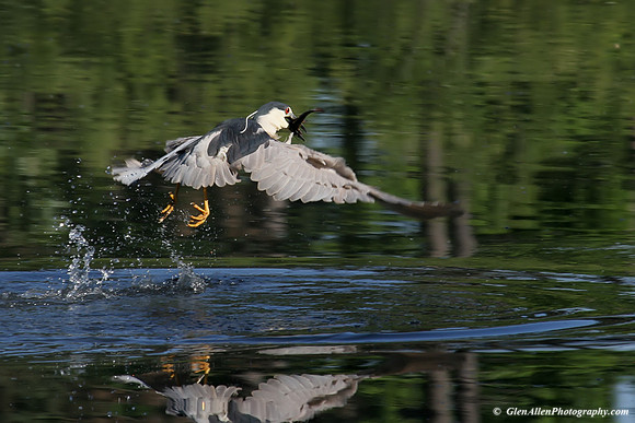 Black-crowned Night-Heron