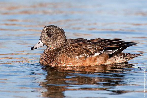 American Wigeon