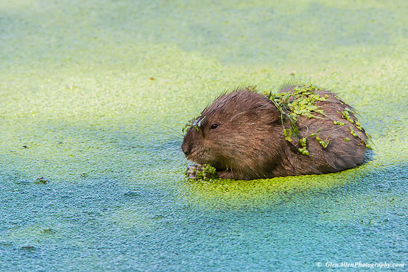 Muskrat