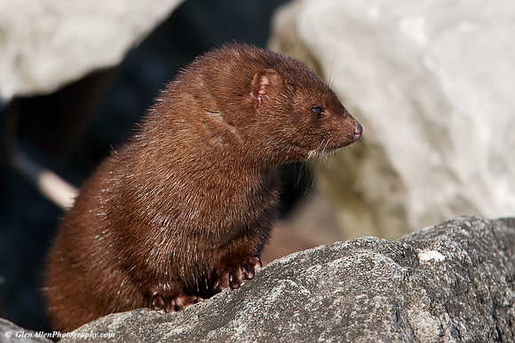 Mink