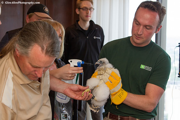 MNR registers chicks