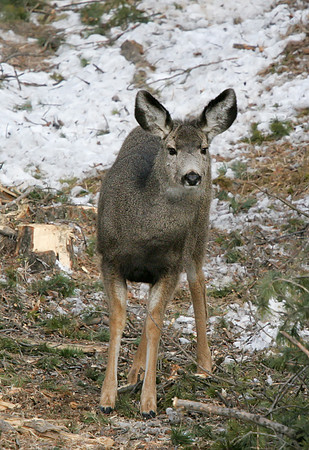 Mule Deer