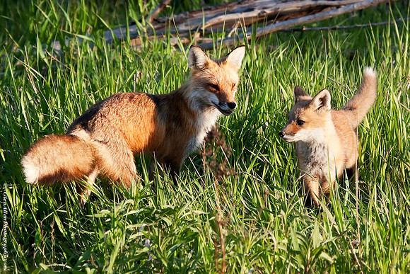 Fox Pup/Kit
