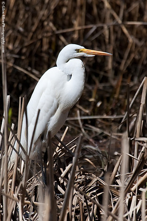 Great Egret