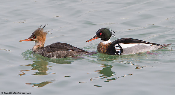 Red-breasted Merganser