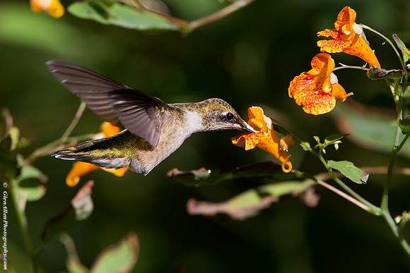 Ruby-throated Hummingbird