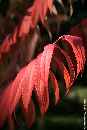 Montréal Botanical Gardens