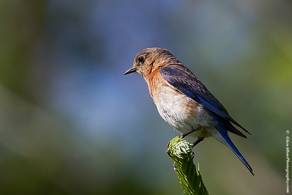 Eastern Bluebird