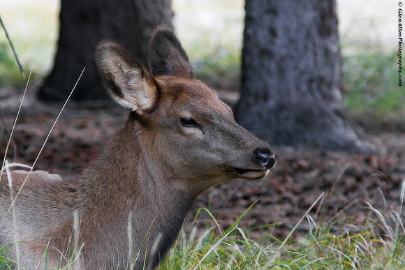 Elk
