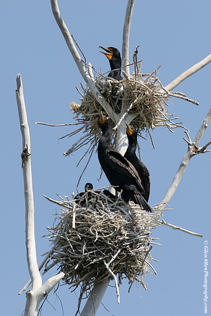 Double-crested Cormorant