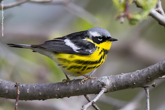 Magnolia Warbler