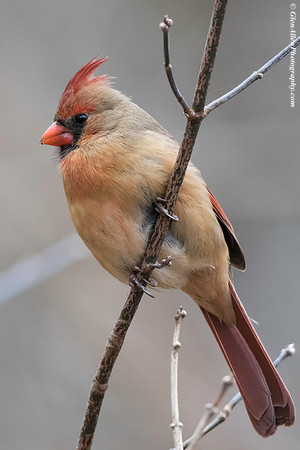 Northern Cardinal