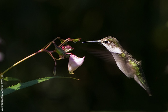 Ruby-throated Hummingbird