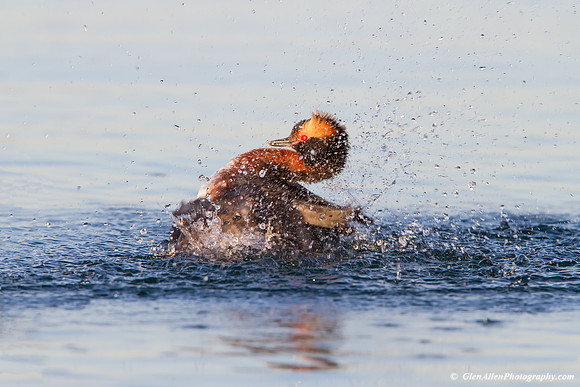 Horned Grebe