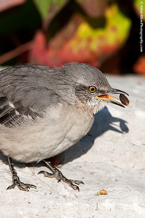 Northern Mockingbird