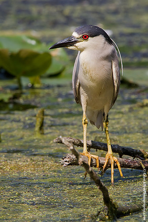 Black-crowned Night-Heron