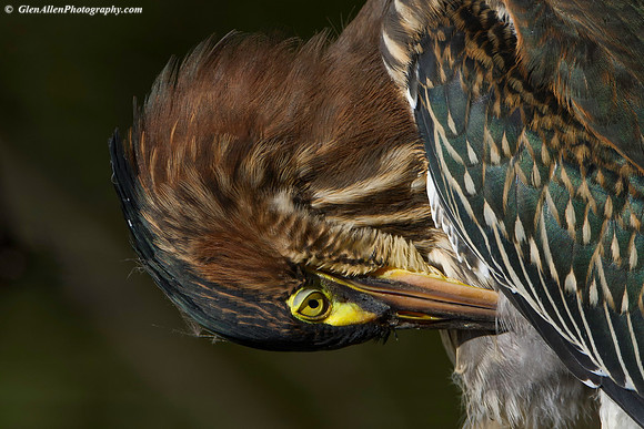 Green Heron