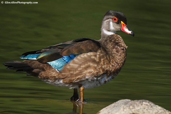 Wood Duck