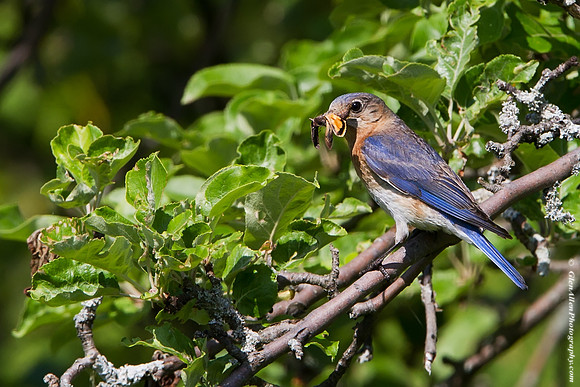 Eastern Bluebird