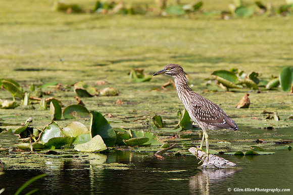 Black-crowned Night-Heron (Juvenile)