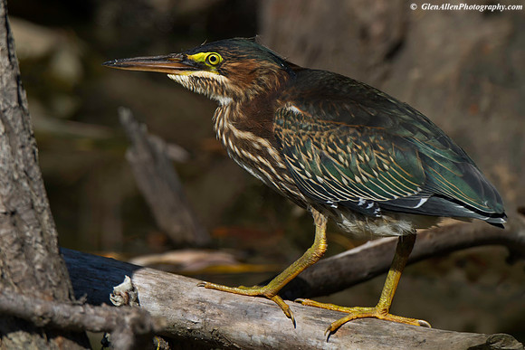 Green Heron