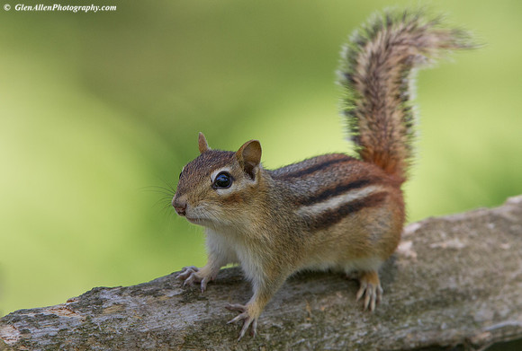 Chipmunk