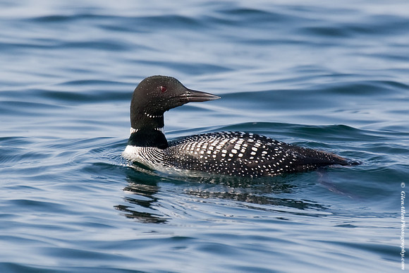Common Loon