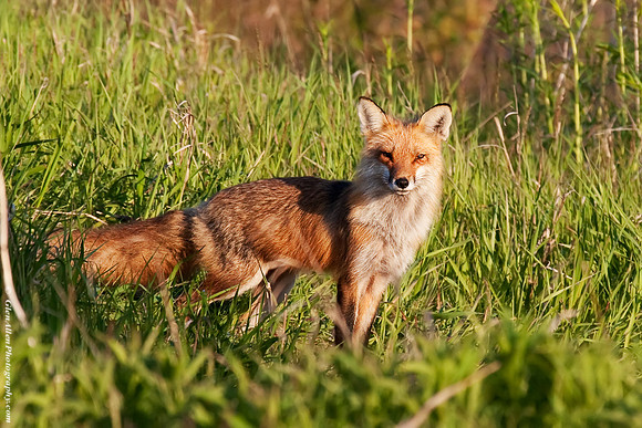 Fox