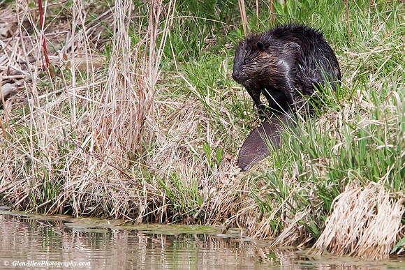 Beaver