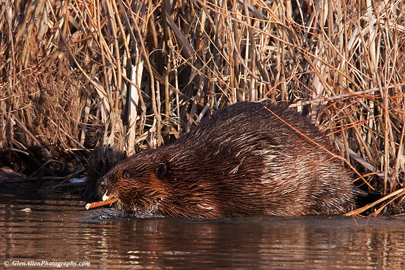 Beaver