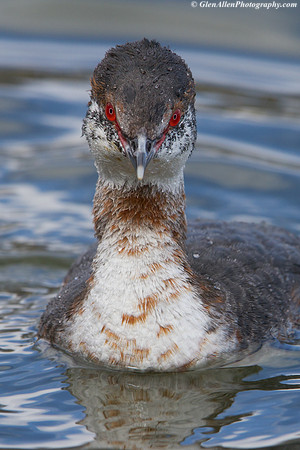 Horned Grebe