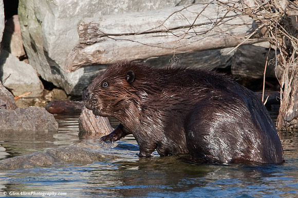Beaver