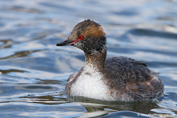 Horned Grebe